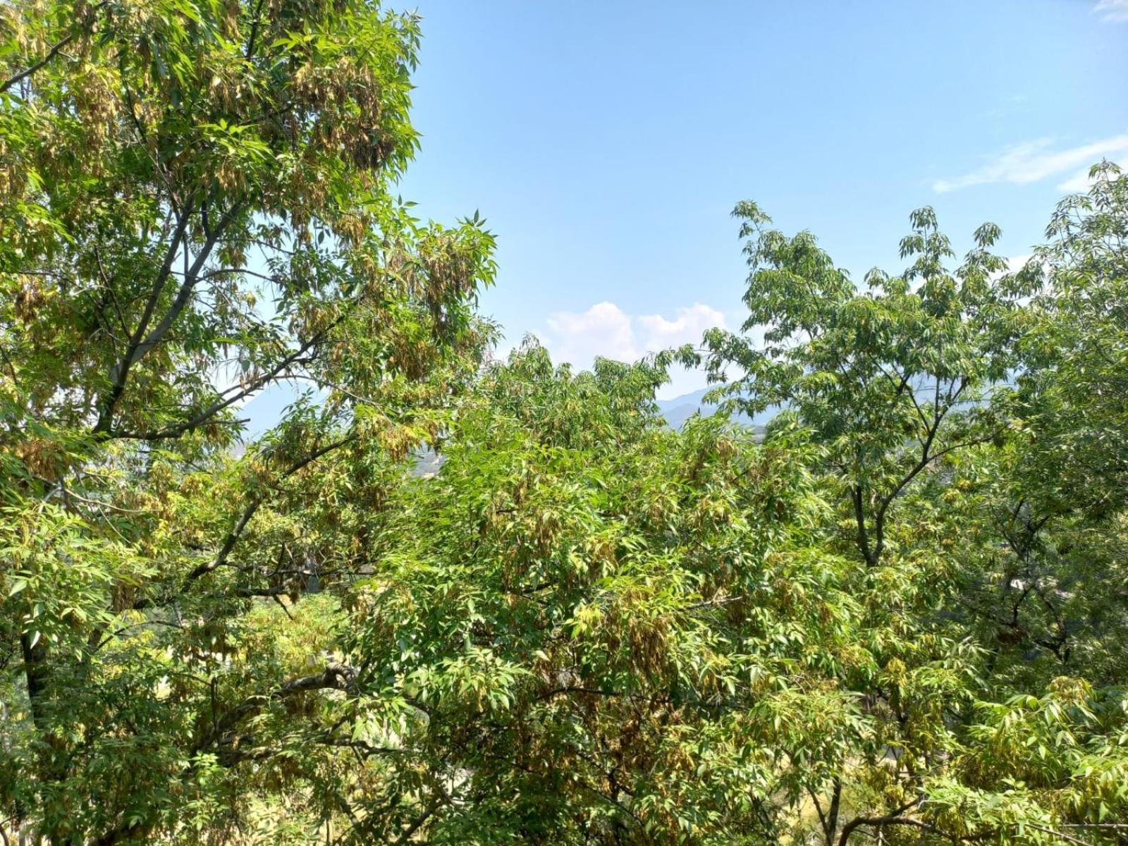 Solache Inn Zitácuaro Oda fotoğraf